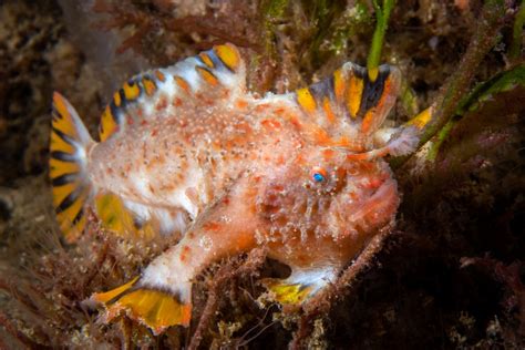 Red handfish juveniles released to boost endangered wild population ...