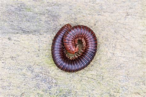 5 Ways to Get Rid of Millipedes | Northwest Exterminating