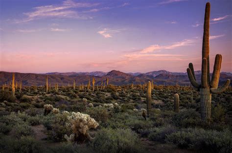 The Sonoran Desert At Sunset Photograph by Saija Lehtonen