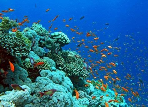 du lich gia re du lịch Cù lao Chàm | dulichodau.com | Cozumel snorkeling, Red sea, Underwater world