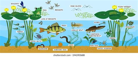 Simple Pond Ecosystem Diagram