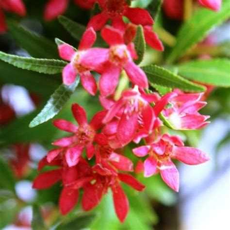 Ceratopetalum gummiferum - New South Wales Christmas Bush seed x25 ...