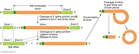 Splicing-out of intron-equivalents