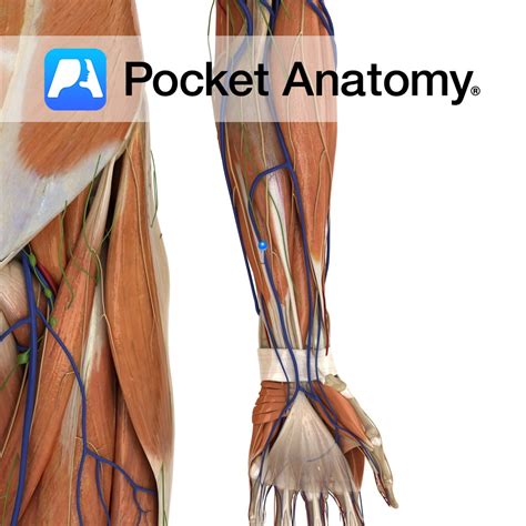 Palmaris longus - Pocket Anatomy