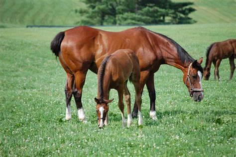 https://flic.kr/p/87Umtv | Kentucky Thoroughbreds My Old Kentucky Home ...