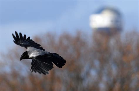 Crow which attacked 'up to 20 people' in Cork may have just been hungry