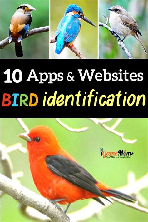 10 Apps Websites for Bird Identification