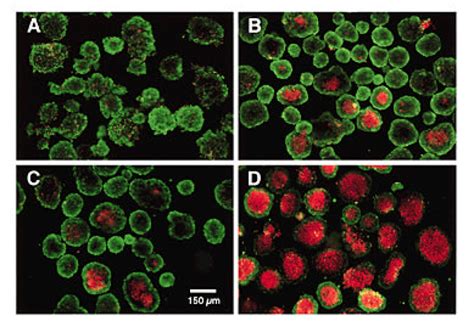 Determination of viability of isolated rat islets by Calcein-AM and ...