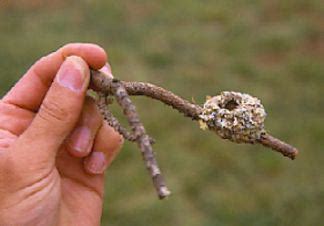 Hummingbird: nest and eggs of hummingbirds 1