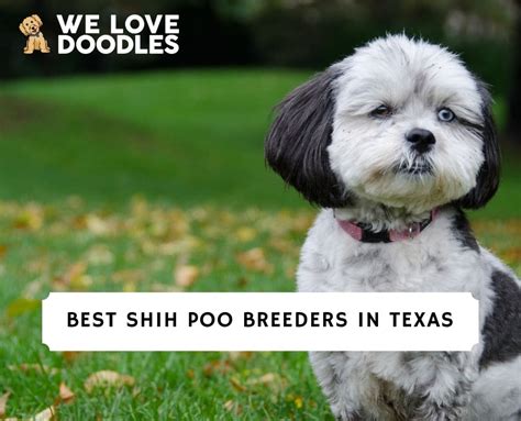 3 Best Shih Poo Breeders in Texas! (2024) - We Love Doodles