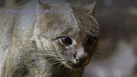 Jaguarundi Description, Characteristics and Facts! - YouTube