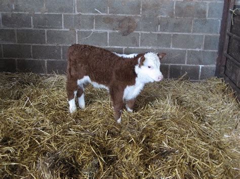 Hereford bull calf © Richard Webb cc-by-sa/2.0 :: Geograph Britain and Ireland