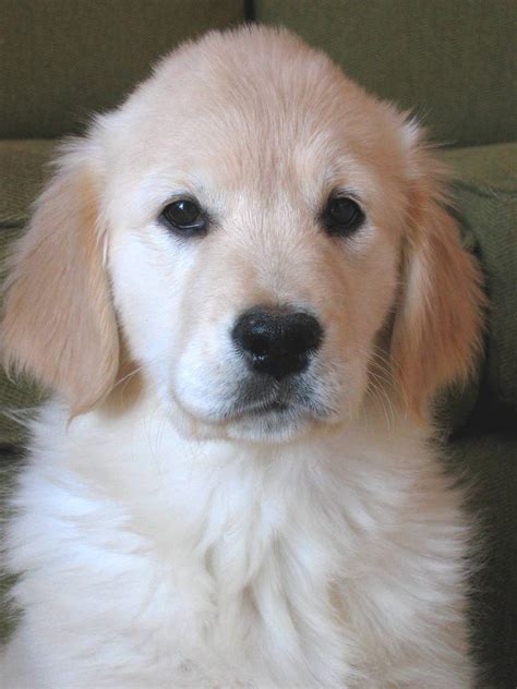 Golden Retriever Puppy 1, free photos, #1311943 - FreeImages.com