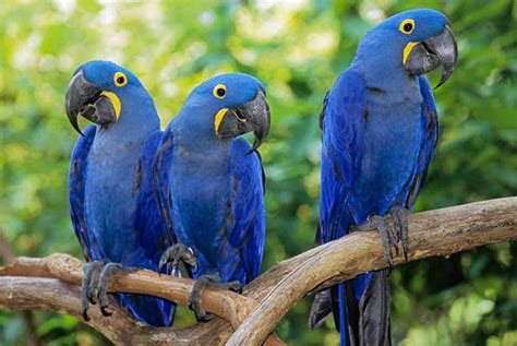 Teach Your Pet Hyacinth Macaw to Talk - icezen