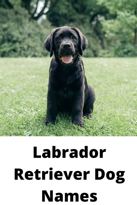 400+ of the Best Labrador Dog Names - Labrottie.com