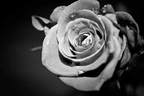 Roses Black White - White Rose For My Mom In Heaven -, Black and White ...