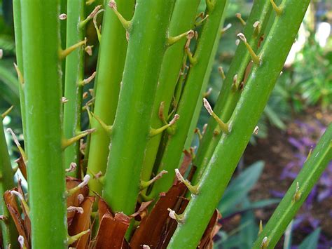 Saw palmetto no help for enlarged prostate, study says - CBS News