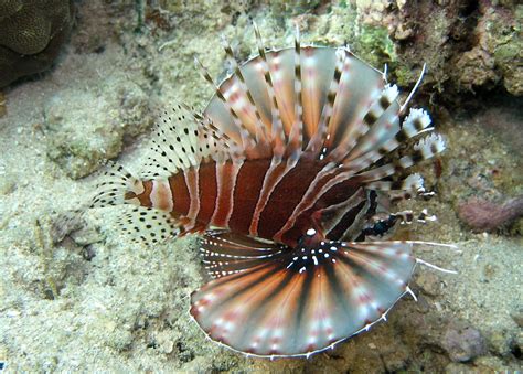 Zebra turkeyfish photos and wallpapers. Nice Zebra turkeyfish pictures