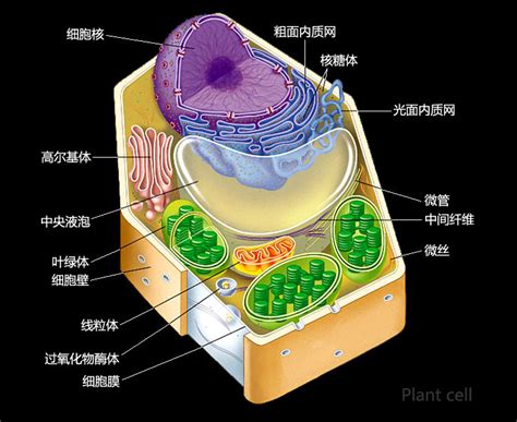 细胞 Cell 蓝色动物学（中国动物学科普）