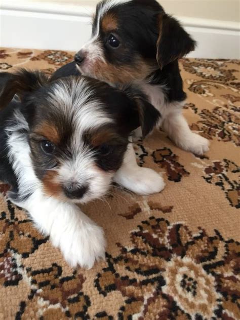 Biewer Yorkshire terrier puppies for sale | in Pitsea, Essex | Gumtree