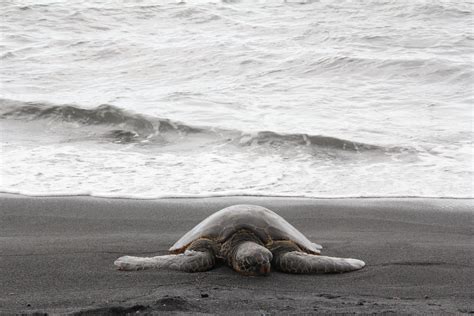 Free Images : beach, coast, sand, ocean, black and white, shore, alone, island, sea turtle ...