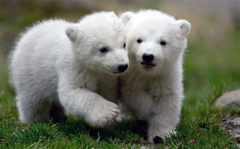 Polar Bear Cubs at Munich Zoo Hellabrunn | Time