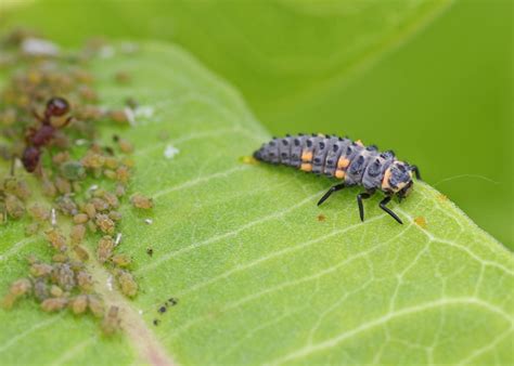 Ladybird Beetle Larva