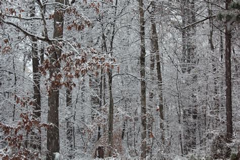 Free Images : winter, woods, woodland, tree, frost, branch, freezing, woody plant, grove, spruce ...