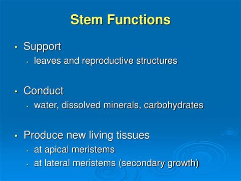 PPT - Plant Organs: Stems PowerPoint Presentation, free download - ID:996683