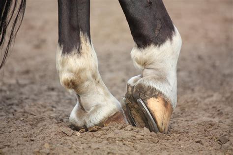 Hind Fetlock Lameness in Horses: Signs, Diagnosis & Treatment | Mad Barn