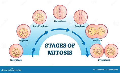 Stages of Mitosis, Vector Illustration Diagram Stock Vector ...