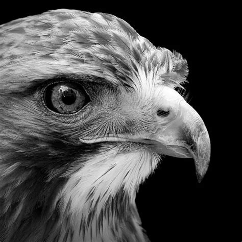 14 Breathtaking Black and White Animal Photos - Animal's Look