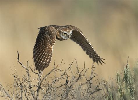 Homing missile in flight. Owls, Flight, Bird, Animals, Animales, Animaux, Birds, Owl, Animal