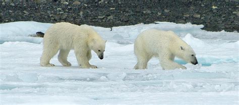 Canadian Arctic Travel and Cruises - A guide to plannig your High ...