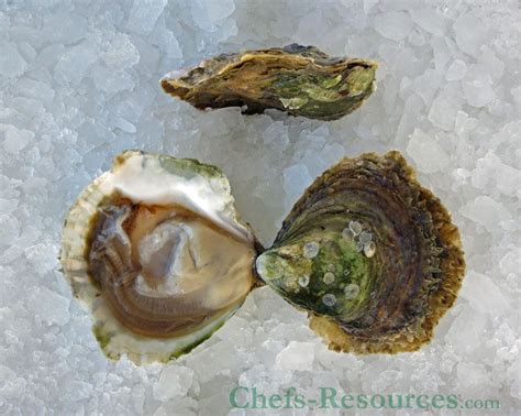 The 5 Oyster Species - Chefs Resources | Oysters, Oyster recipes ...