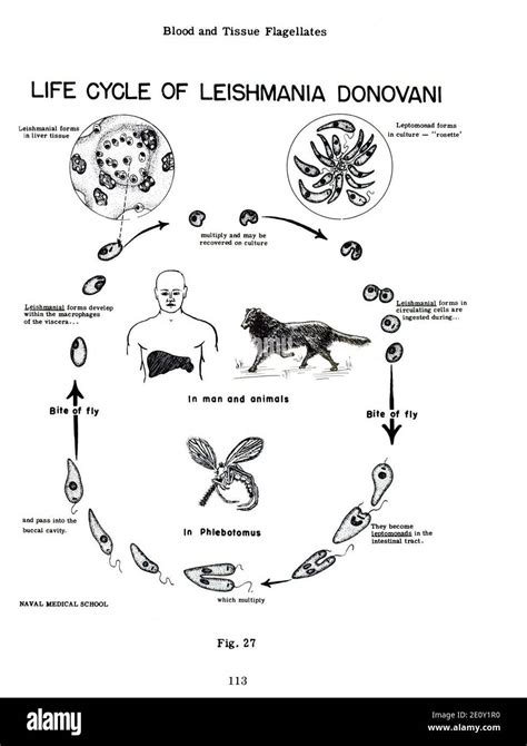 Life cycle of Leishmania Donovani, extracted from Medical protozoology and helminthology (1965 ...