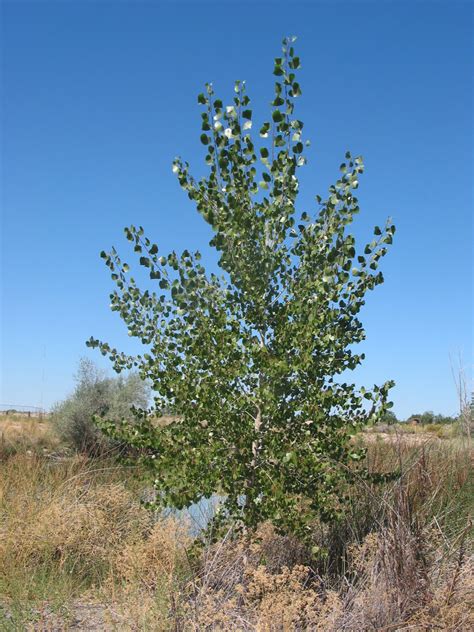 Eastern Cottonwood (Populus deltoides) - Great Plains Nursery