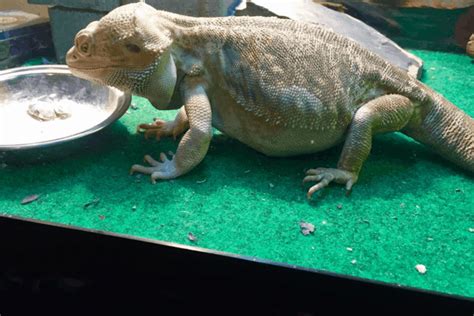 13 Bearded Dragon Morphs, Species, & Colors (Pictures)