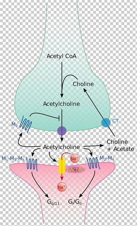 The Cholinergic Synapse Acetylcholine Neurotransmitter PNG, Clipart ...