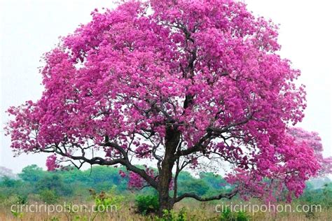 Kenali Ciri Pohon Tabebuya yang Mirip dengan Pohon Sakura ...