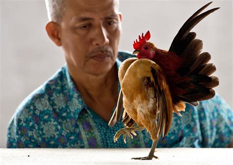 The World of Serama Chicken Beauty Pageant in Malaysia - Images Archival Store