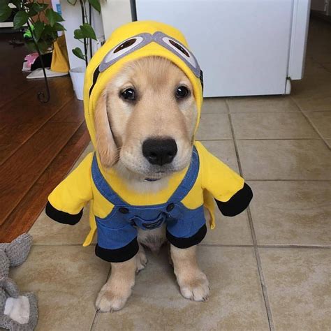 House Training Puppies, Puppy Training, Dog Halloween Costumes, Dog Costumes, Labrador Puppy ...