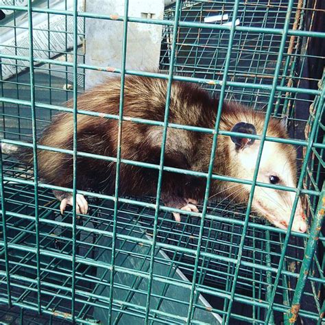 Centurian Services » Animal Control » What Do Opossums Eat?