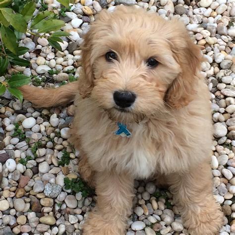 41 Likes, 6 Comments - Three Goldendoodles (@three_goldendoodles) on ...