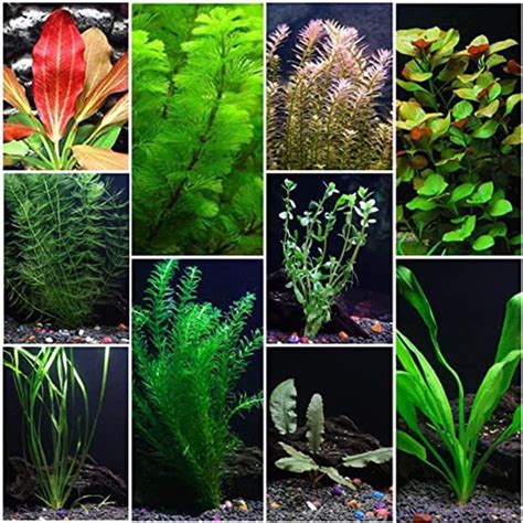 Aquarium Grass, Aquarium Setup, Live Aquarium Plants, Aquarium Decorations, Aquarium Fish Tank ...