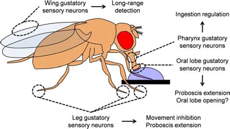 The Role of the Gustatory System in the Coordination of Feeding | eNeuro