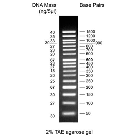 biotechrabbit | 50 bp DNA Ladder, ready to use - DNA Electrophoresis ...