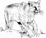 Big Cat Coloring Pages sketch template