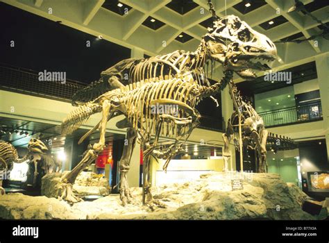 central room dinosaur exhibit Museum of Natural Science Houston Texas Stock Photo - Alamy