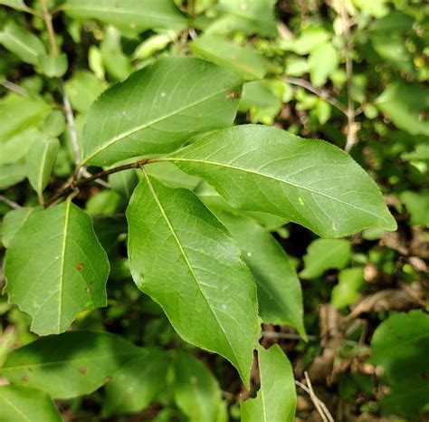 Viburnum prunifolium - Trees and Shrubs Online